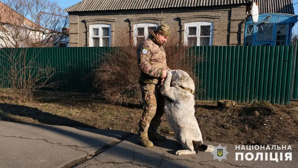 Из Покровска эвакуировали брошенного алабая и нашли ему новый дом