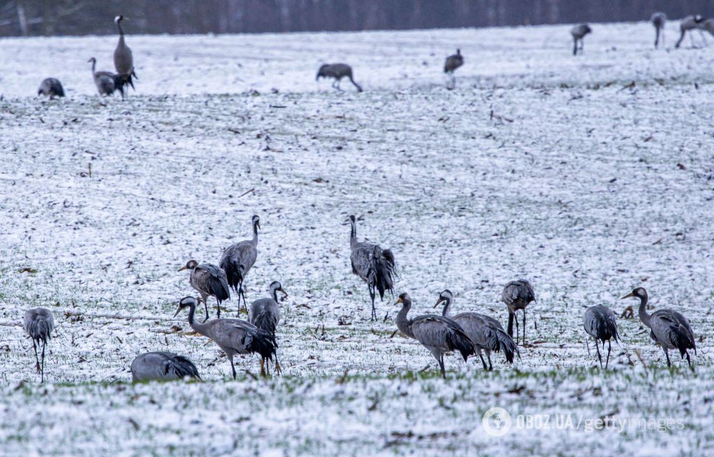 На Закарпатті посеред зими помітили близько 1000 журавлів. Фото і відео природної аномалії dqxikeidqxidqeant