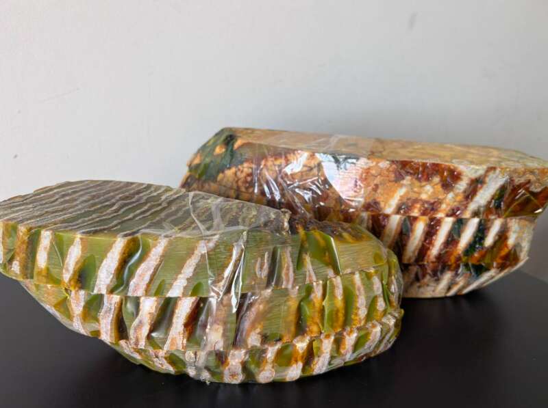 У поштовому відправленні з Пирятина до США працівники столичної митниці виявили зуби мамонта: фото dqxikeidqxidqrant