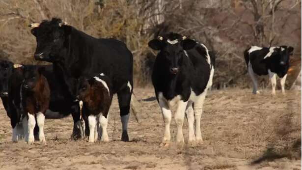 В Чернобыльской зоне появилось стадо диких коров. / ©  dqxikeidqxidqrant