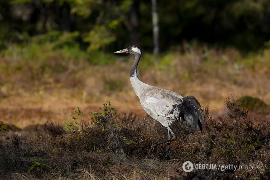          .  dqxikeidqxidqrant