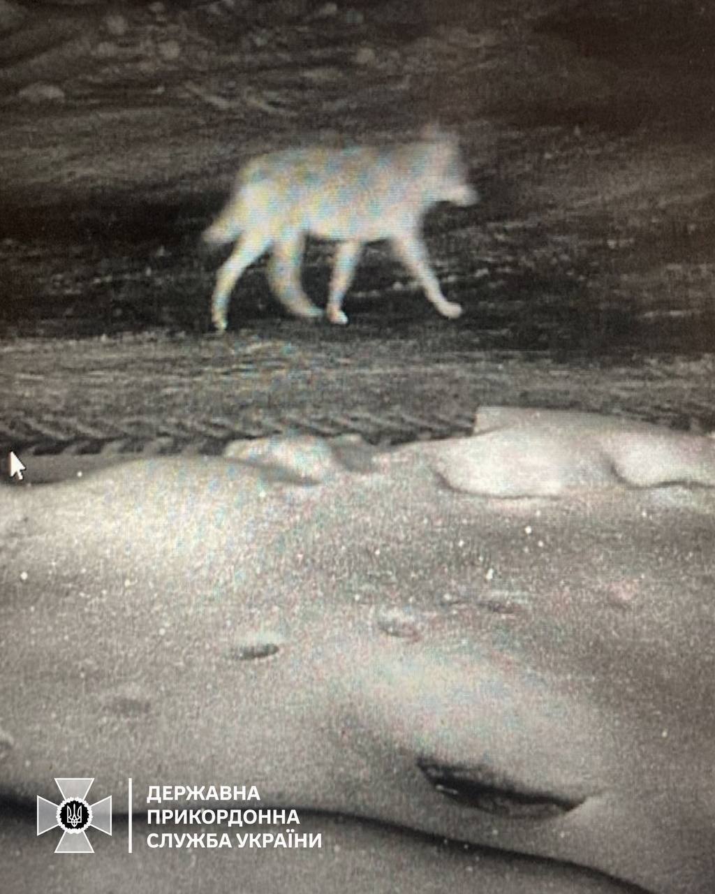     :      .  dqxikeidqxidqrant