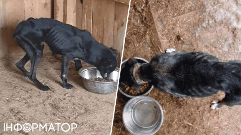 животные приют собаки жестокое обращение dqxikeidqxidqrant