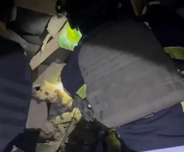 In Sumy region, rescuers pulled a dog out from under the rubble after a night attack by the enemy. Video dqxikeidqxidqrant
