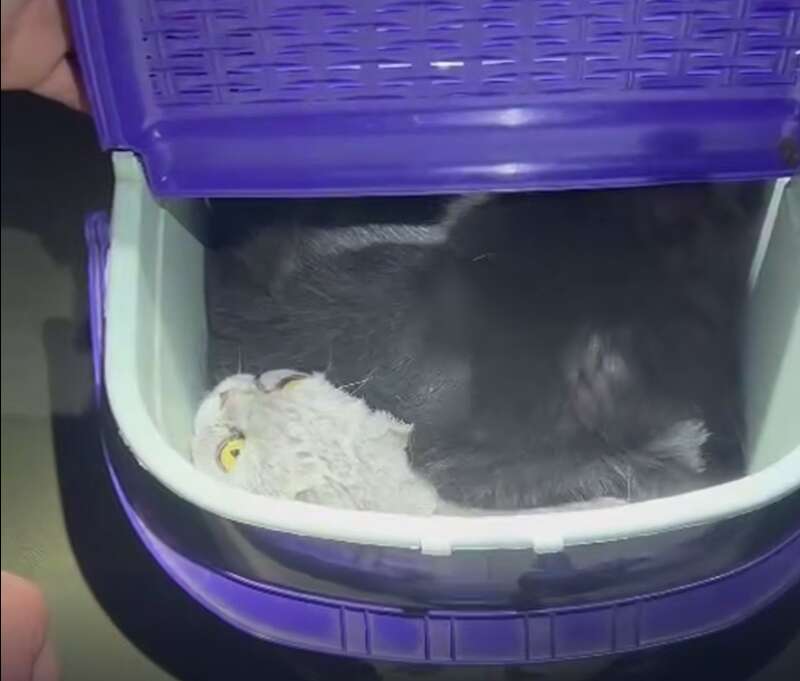 :  dqxikeidqxidqrant