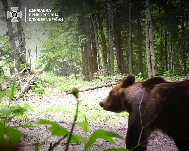 Незаконний перетин може бути небезпечним: в Держприкордонслужбі показали природного охоронця кордону. Фото dqxikeidqxidqrant