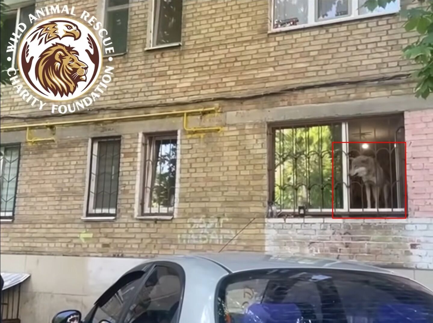 В Киеве спасли волка, которого поселили в столичной квартире. Подробности и видео dqxikeidqxidqrant