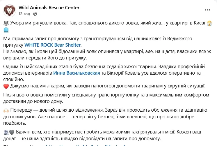 В Киеве спасли волка, которого поселили в столичной квартире. Подробности и видео