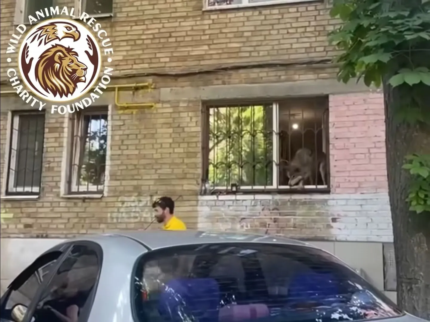 У Києві врятували вовка, якого поселили у столичній квартирі. Подробиці та відео