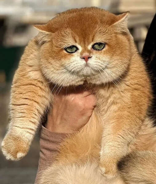   290      dqxikeidqxiqqtant