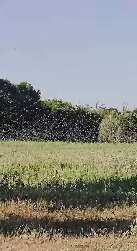      :     -  dqxikeidqxieeant