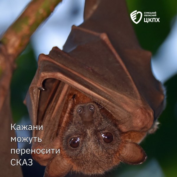 Летучие мыши в Украине могут быть бессимптомными носителями бешенства dqxikeidqxidtant