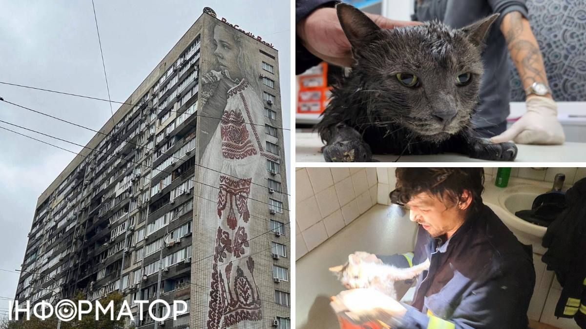 Из дома с муралом на Печерске, куда попал Шахед, спасли кошачье трио dqxikeidqxiqdzant