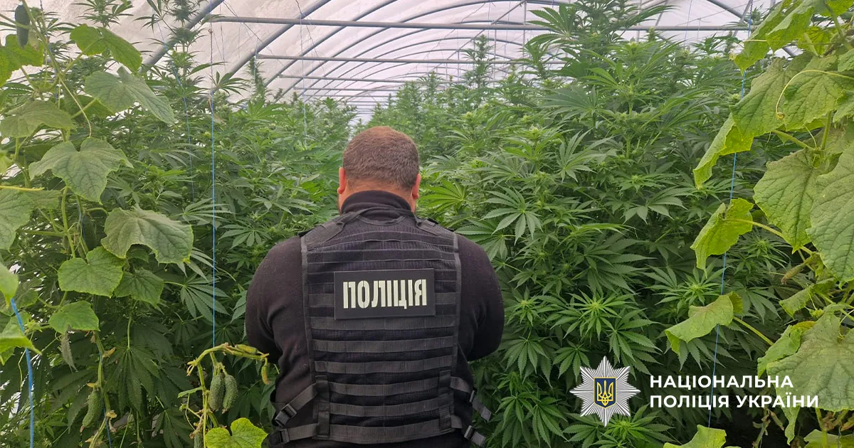 image dqxikeidqxidqrant