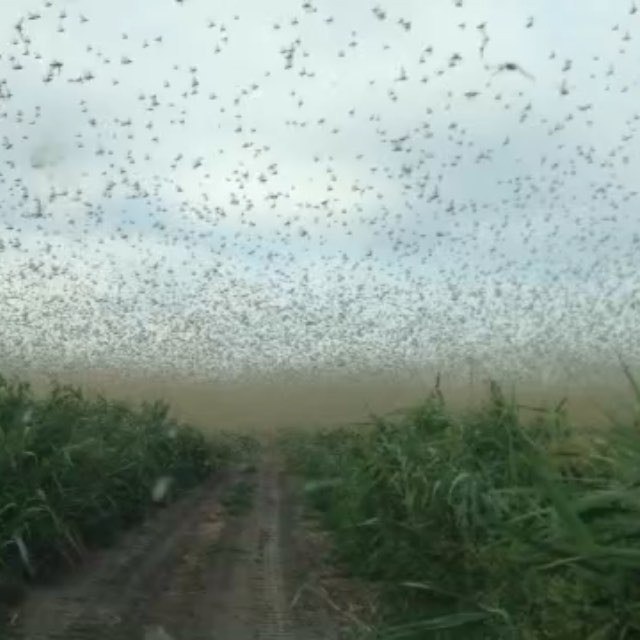 01 dqxikeidqxidqrant