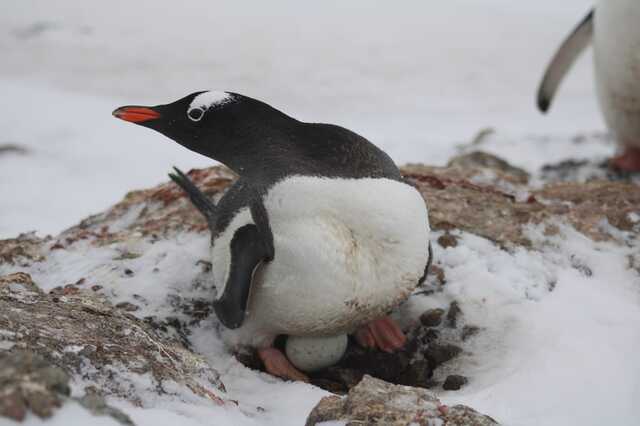 04.11.2024 -  dqxikeidqxidqrant